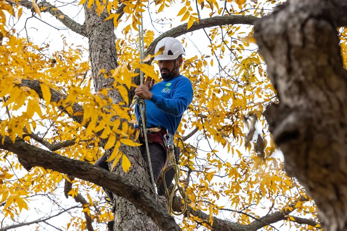 Skilled Tree Trimming crew working in Newtown